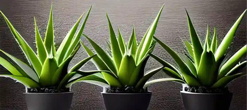 Three aloe vera plants