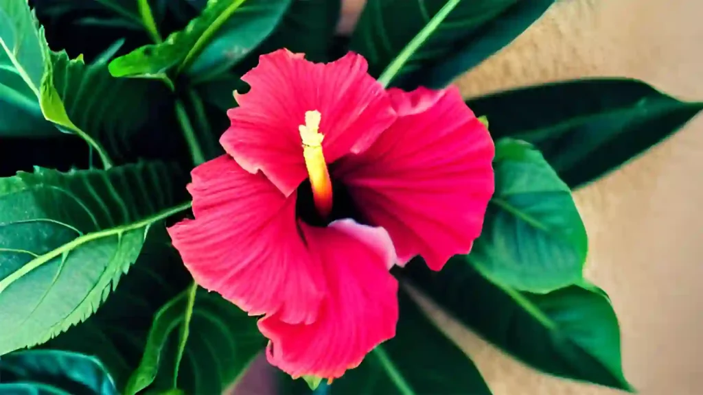 Althea - Hibiscus plant with beautiful flower