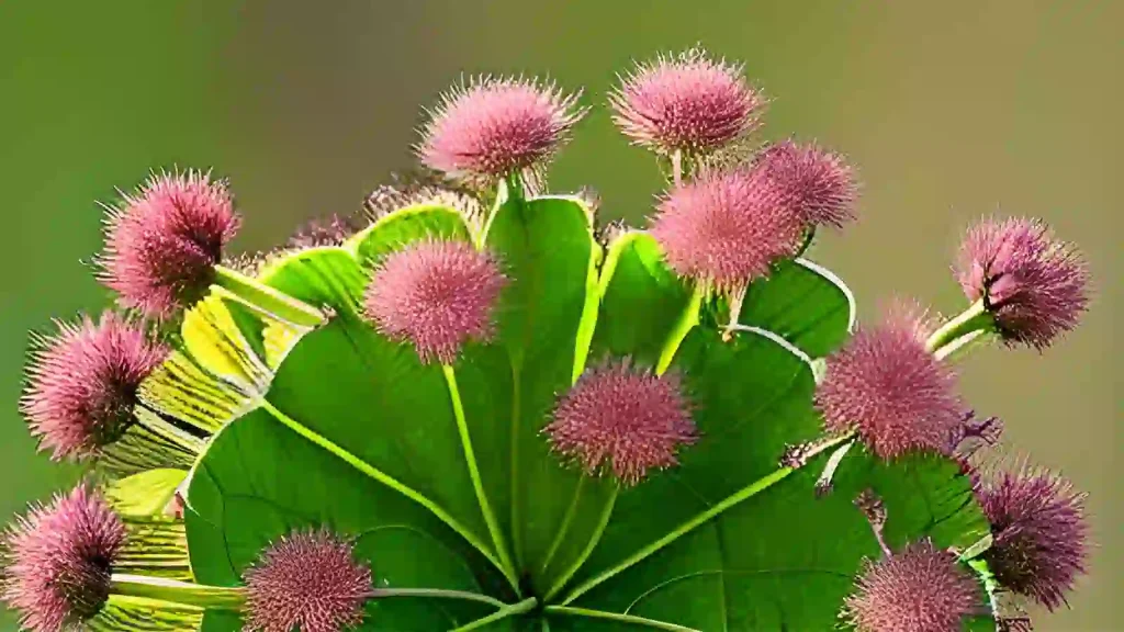 Burdock plant and flower bulbs