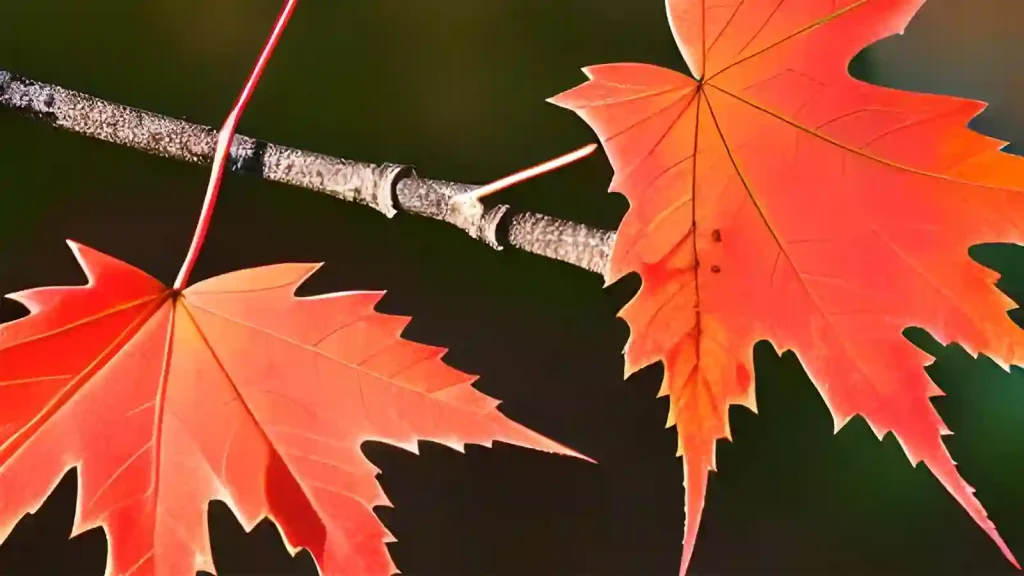Canadian maple leaves.