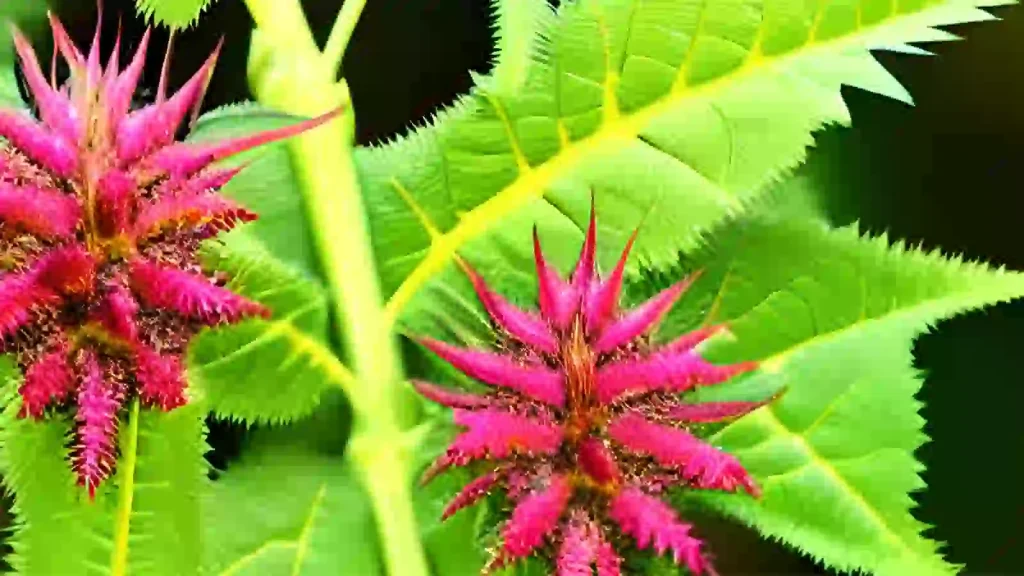 Flower of Castor Oil Plant