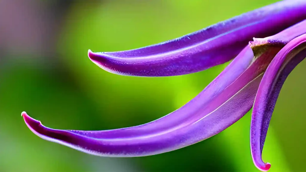 Devils Claw Pant with Flower.