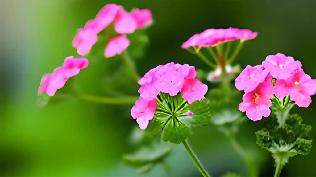 Geranium plant with flowers