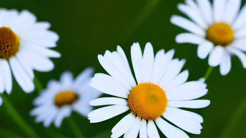 Chamomile flowers growing in a field of natures ingredients