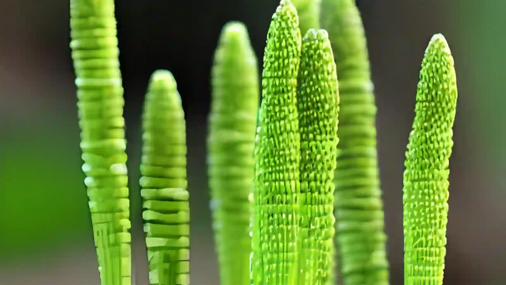 Equiseto or Horsetail plant