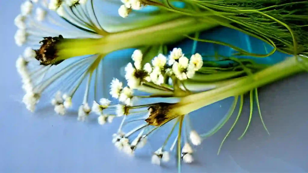 Fennel with flowers