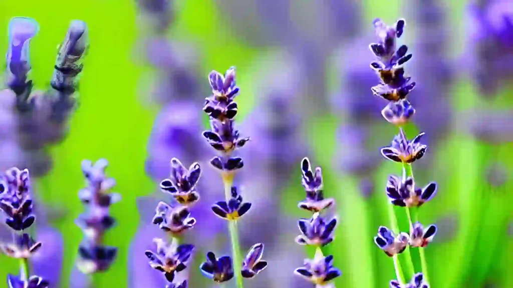 Lavender flowers - natures ingredients.
