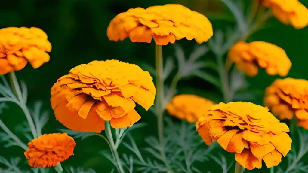 Marigold Flowers