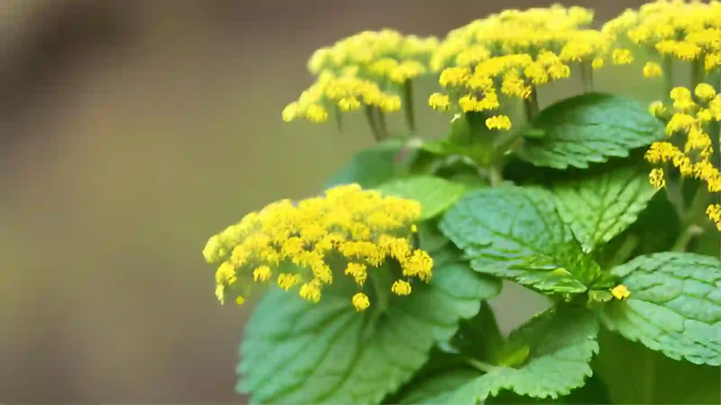 Melissa plant known as Lemon Balm
