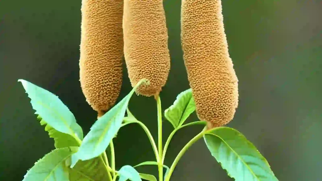 Millet plant with seeds growing.