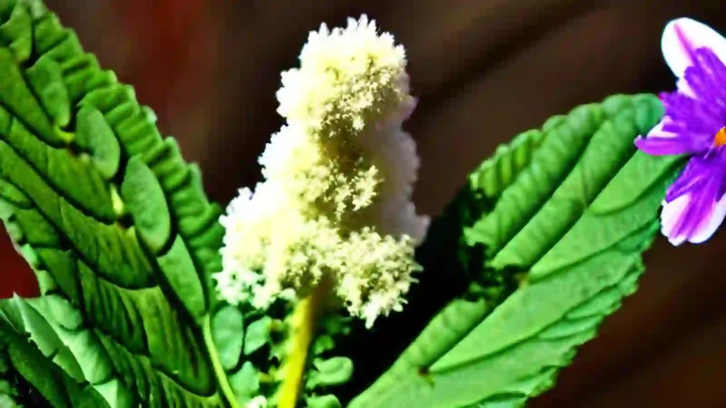 Patchouli plant