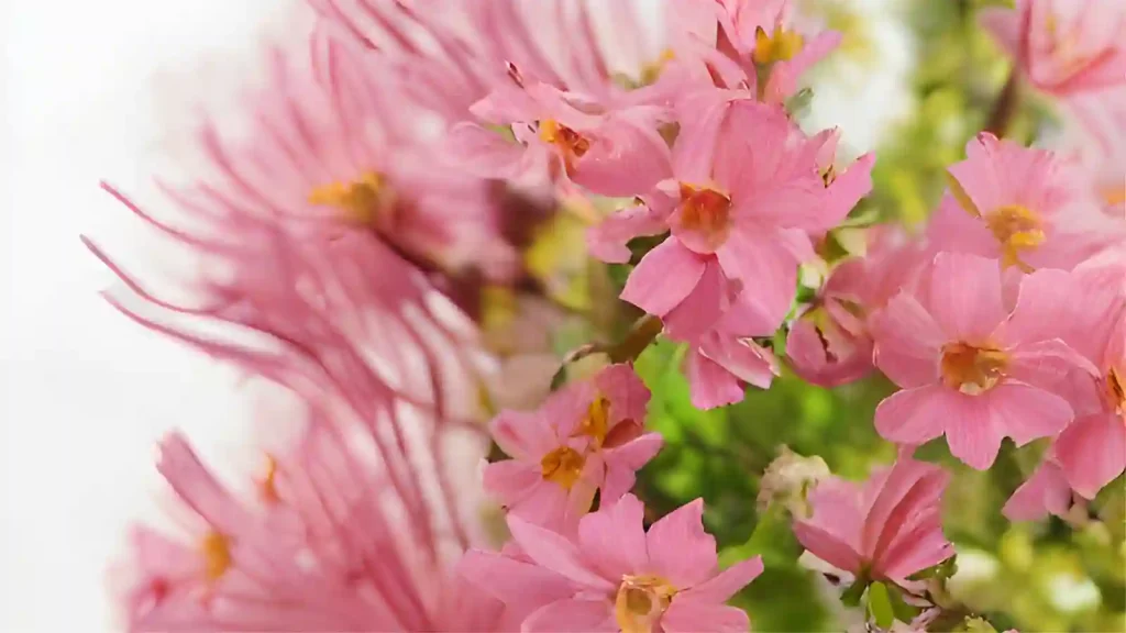 Quinine plant and flower