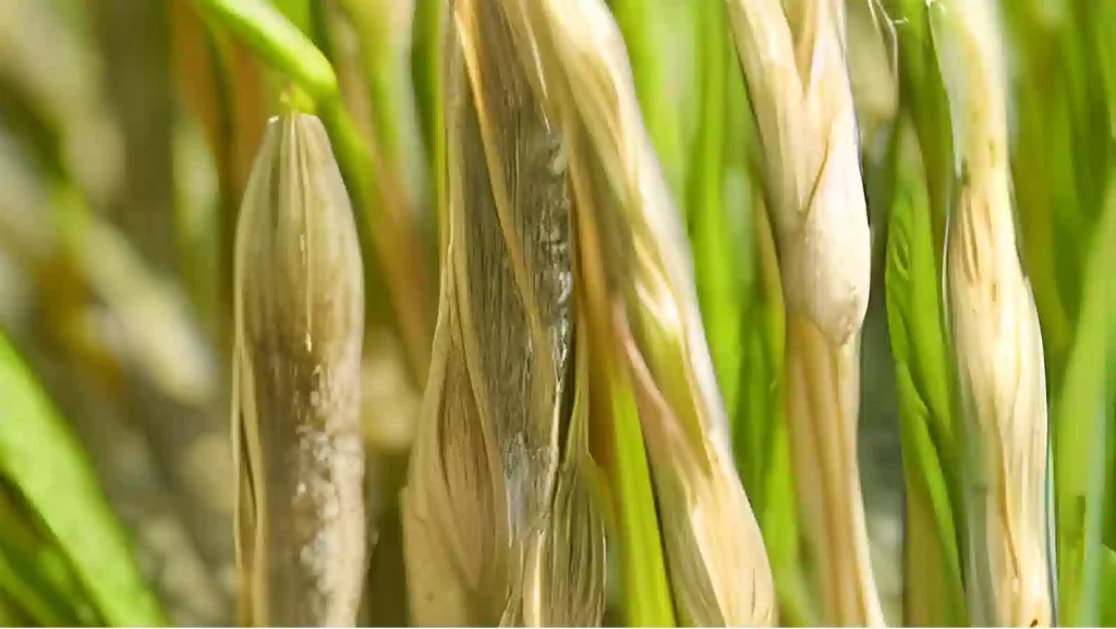 Rice plant