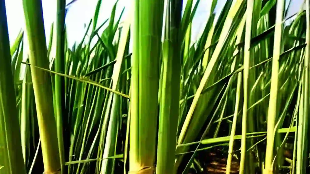 Sugar Cane growing in a field.