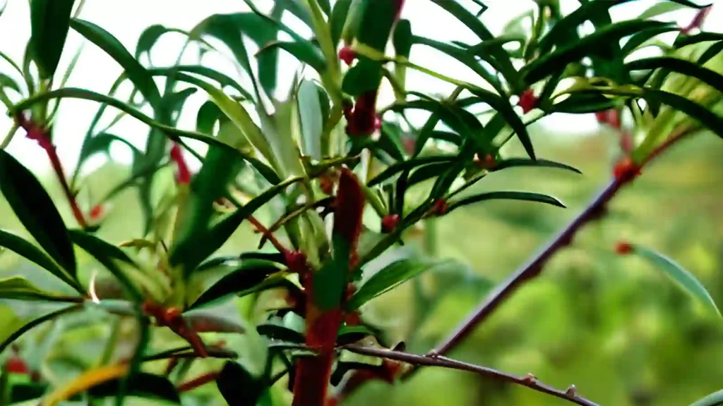 Tea-tree plant