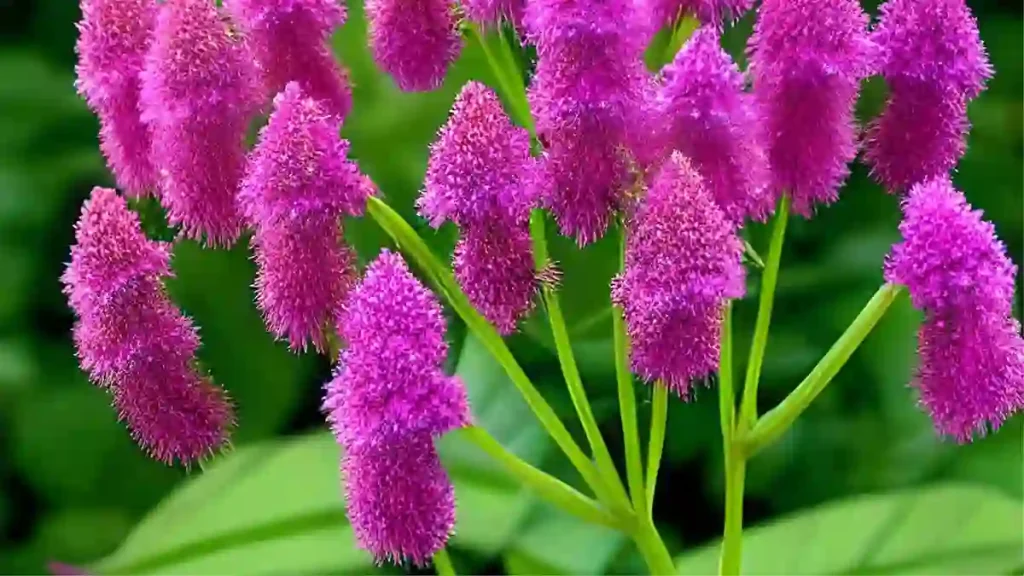 Valerian plant and flowers