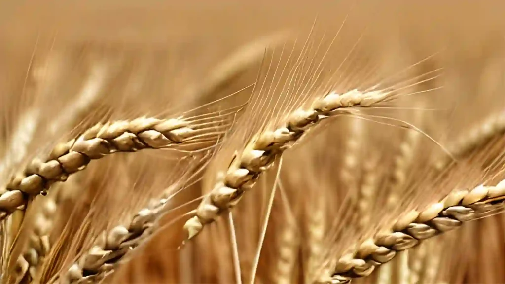 Wheat seed growing on the plant.