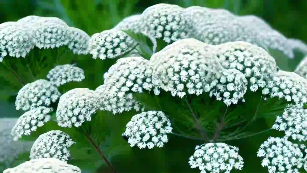 Yarrow plant and flowers.