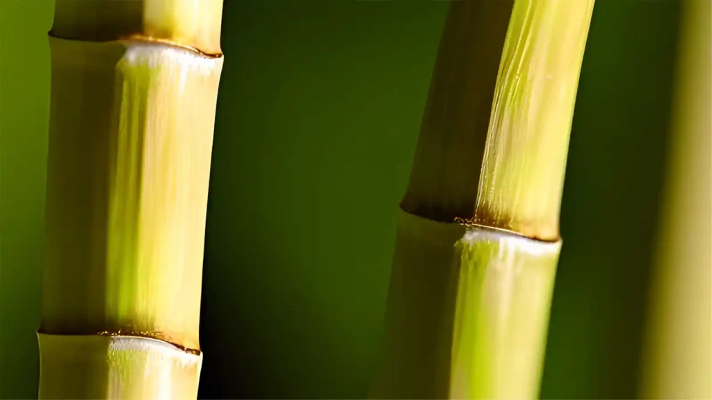 stalks of bamboo growing.
