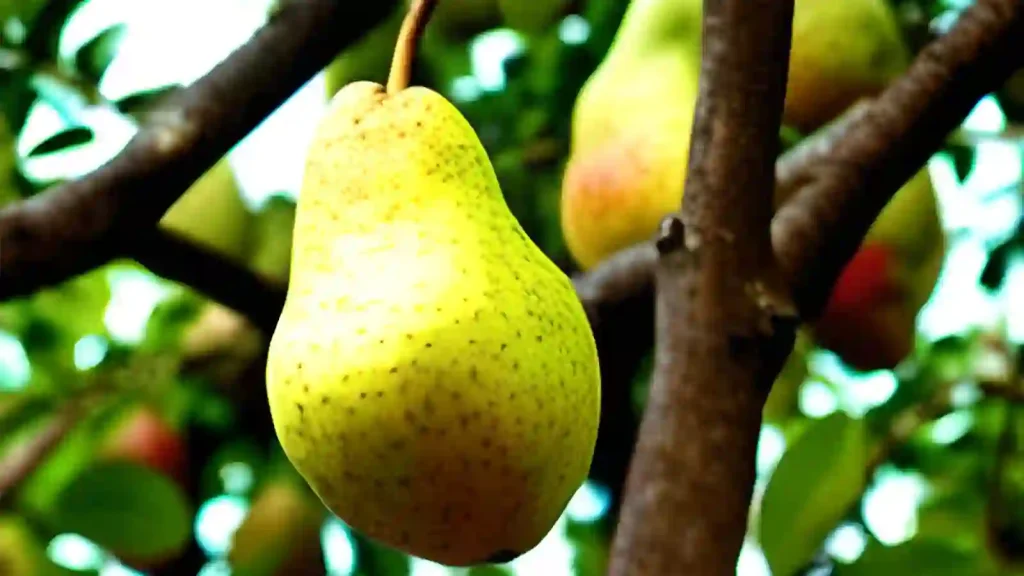 Pear fruit growing on a tree.